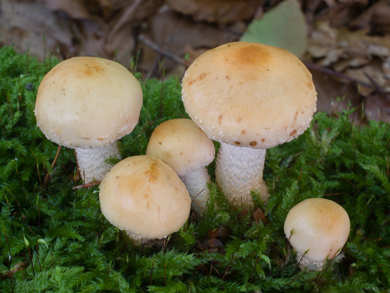 Pholiota lubrica